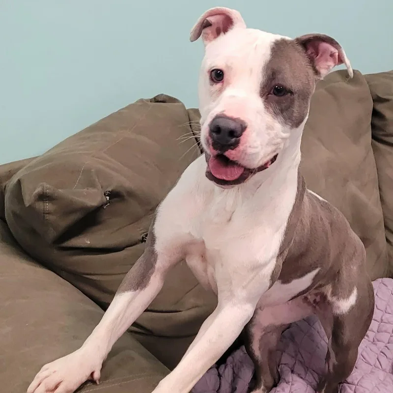 Royalty! Silly Pittie Girl! thumbnail 2