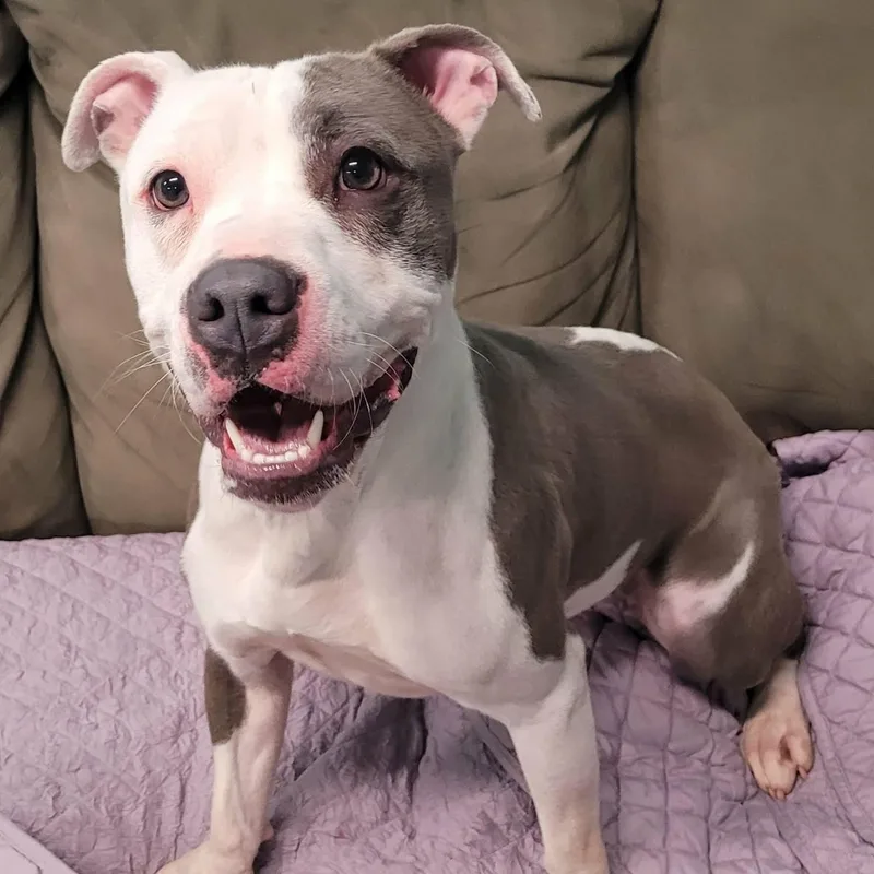 Royalty! Silly Pittie Girl! thumbnail 3