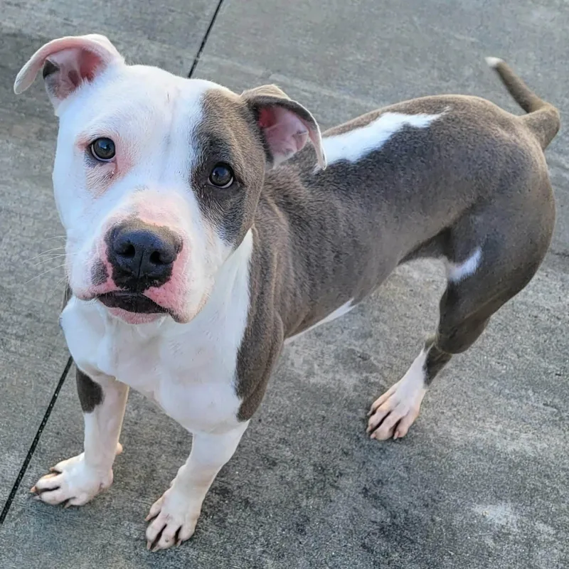 Royalty! Silly Pittie Girl! thumbnail 4