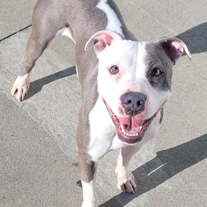 Royalty! Silly Pittie Girl! thumbnail 6