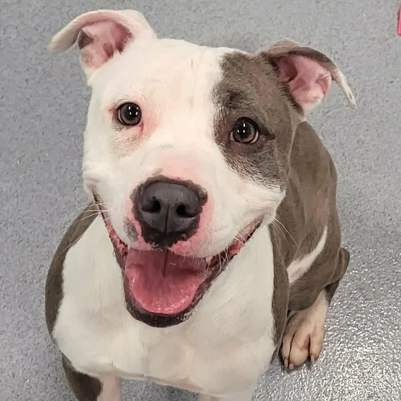 Royalty! Silly Pittie Girl!