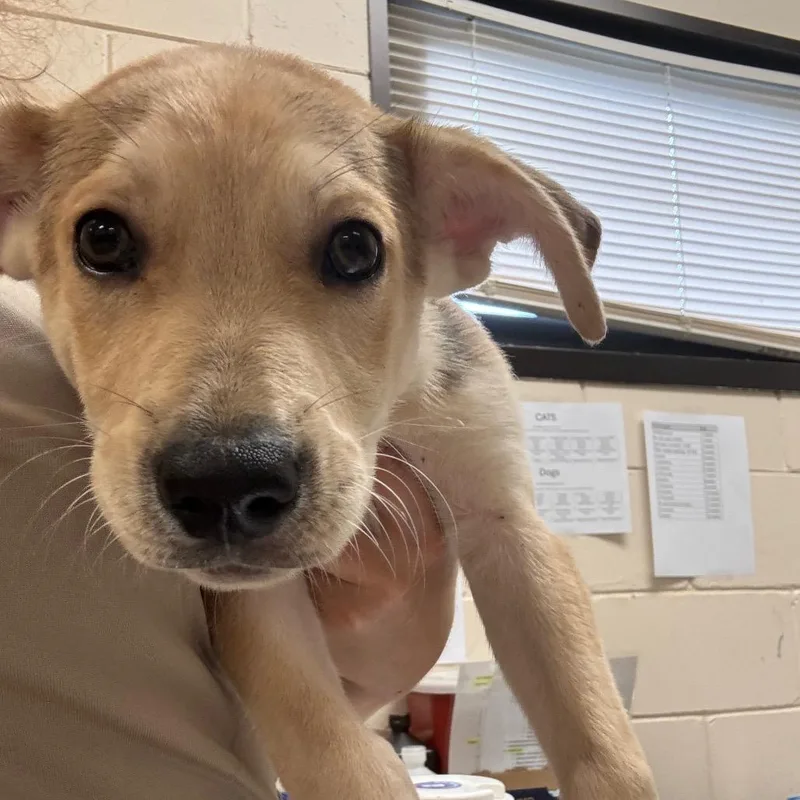 A baby small-sized male Yellow / Tan / Blond / Fawn Mixed Breed dog named Roscoe for adoption in Lake Panasoffkee, FL