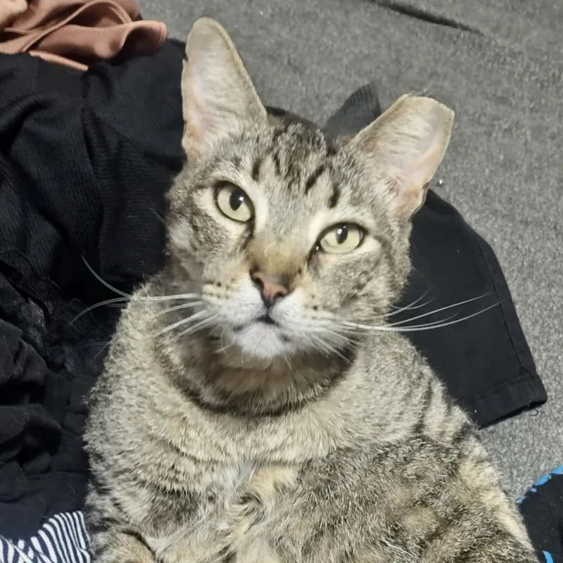 Tiger thumbnail 3