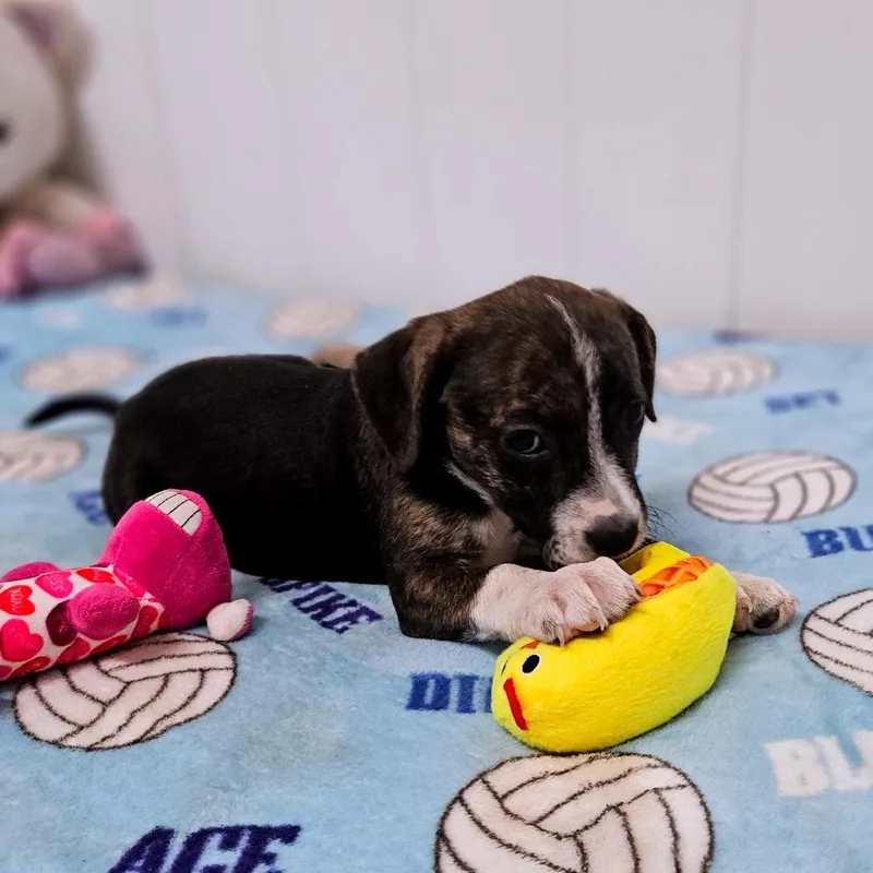 Coco thumbnail 2