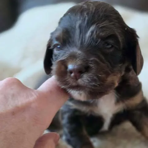 Della Rae thumbnail 2