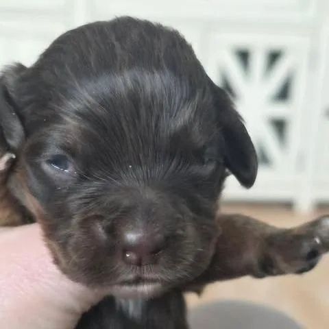 Della Rae thumbnail 3