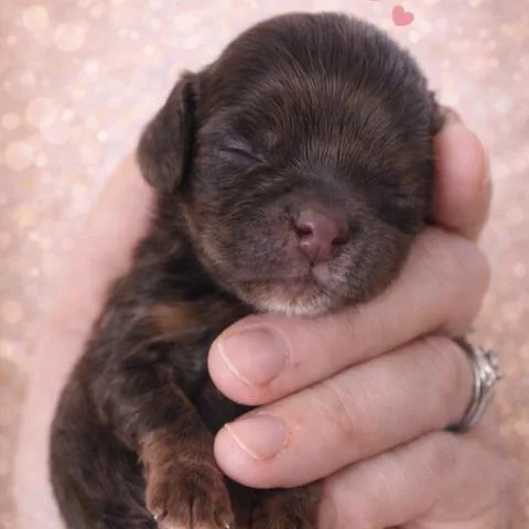 Della Rae thumbnail 4