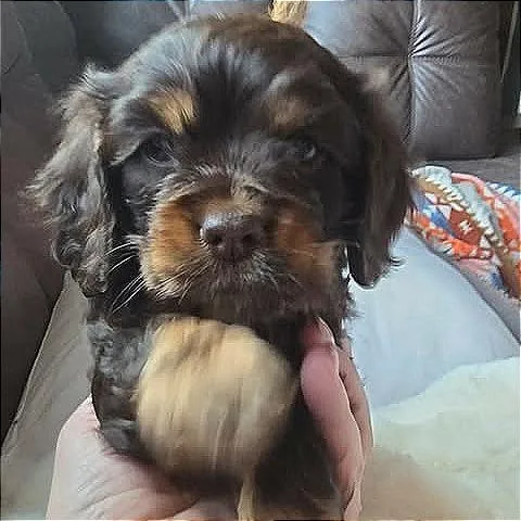 Della Rae thumbnail 5