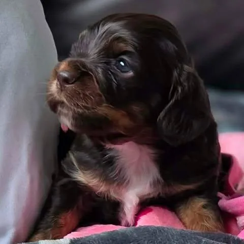 Della Rae thumbnail 6