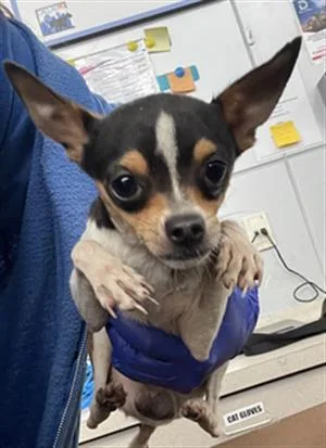 An adult small-sized male Mixed Breed dog named Brad for adoption in Dallas, TX