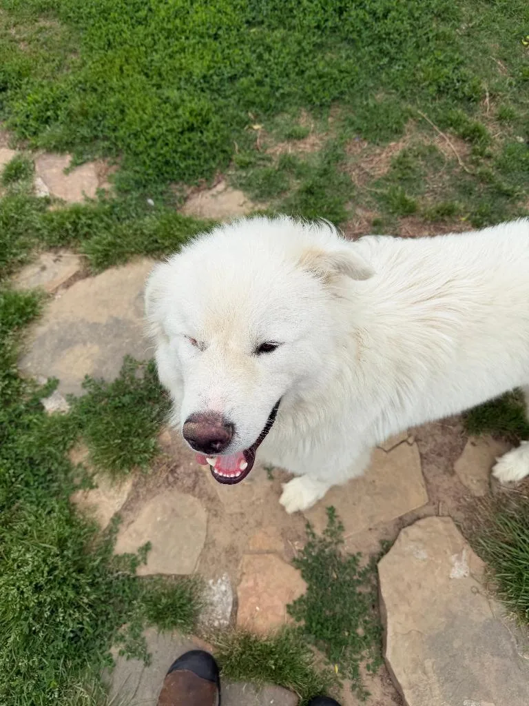A baby large-sized male Great Pyrenees dog named Bumper for adoption in Farmersville, TX