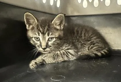 A baby small-sized female Domestic Short Hair cat named Zen for adoption in Palm Coast, FL