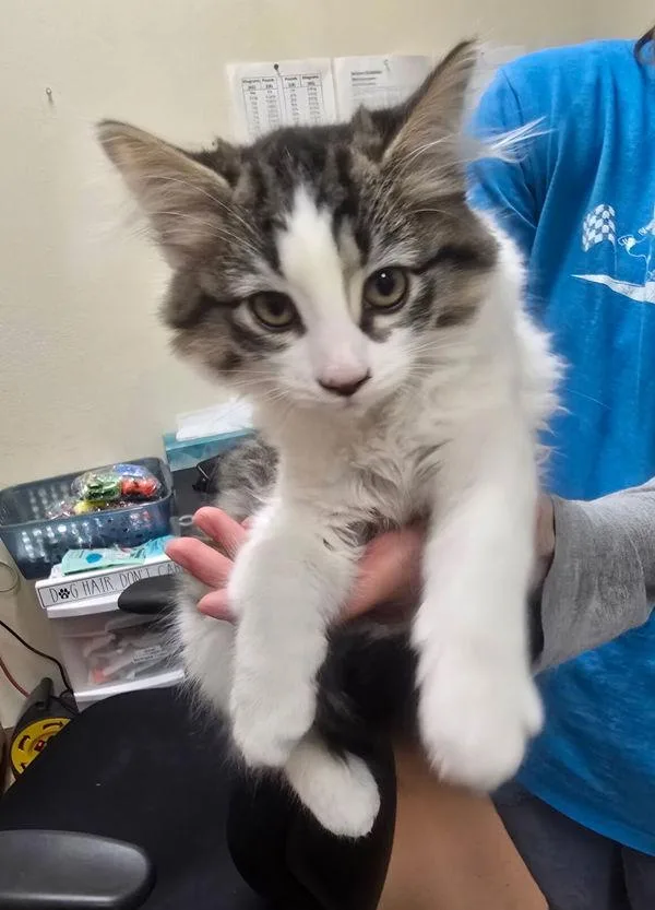 A baby small-sized female Domestic Short Hair cat named Fox In Socks for adoption in Kennewick, WA