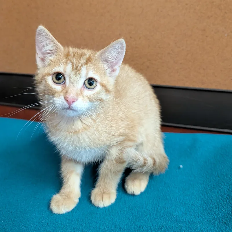 A baby small-sized female Tabby (Orange / Red) Domestic Short Hair cat named Regina for adoption in Rochester, MN