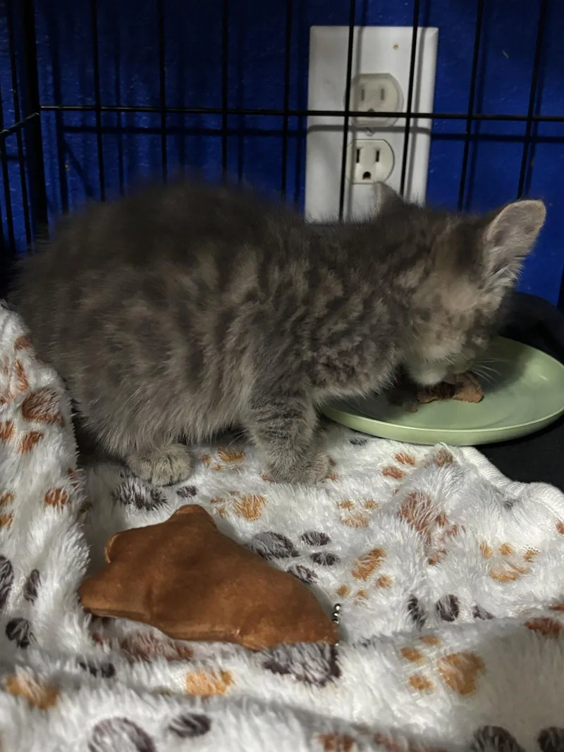 A baby medium-sized male Domestic Medium Hair cat named Cassanova for adoption in MONTGOMERY, TX