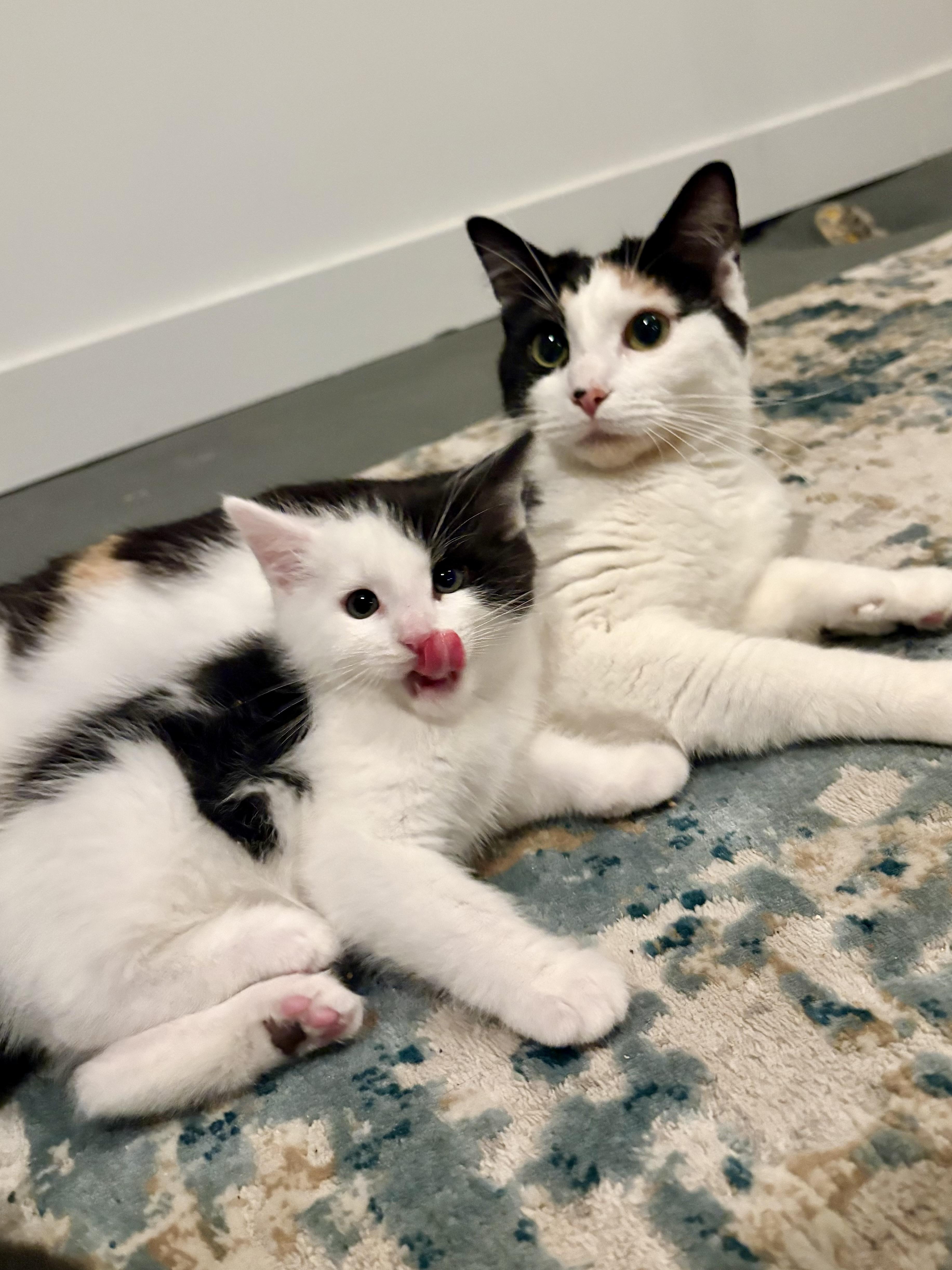 An adult medium-sized female Calico Domestic Short Hair cat named Ham for adoption in Portland, OR