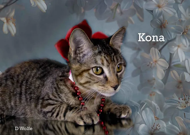 A baby medium-sized female Tabby (Gray / Blue / Silver) Tabby cat named Kona for adoption in York, NE