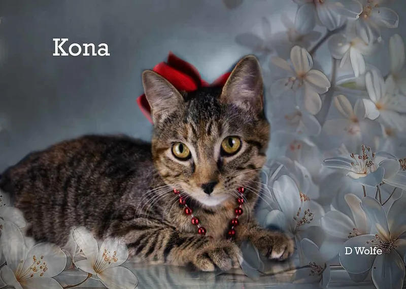 Kona thumbnail 3