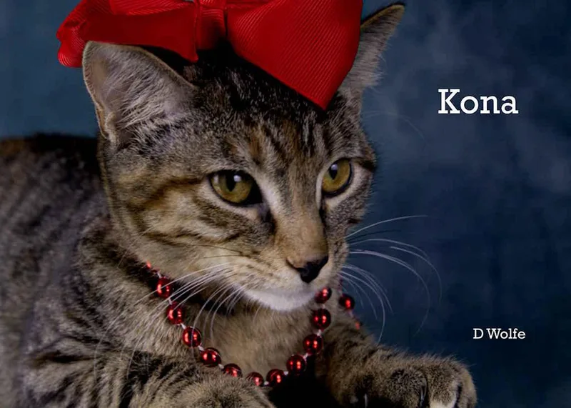 Kona thumbnail 4