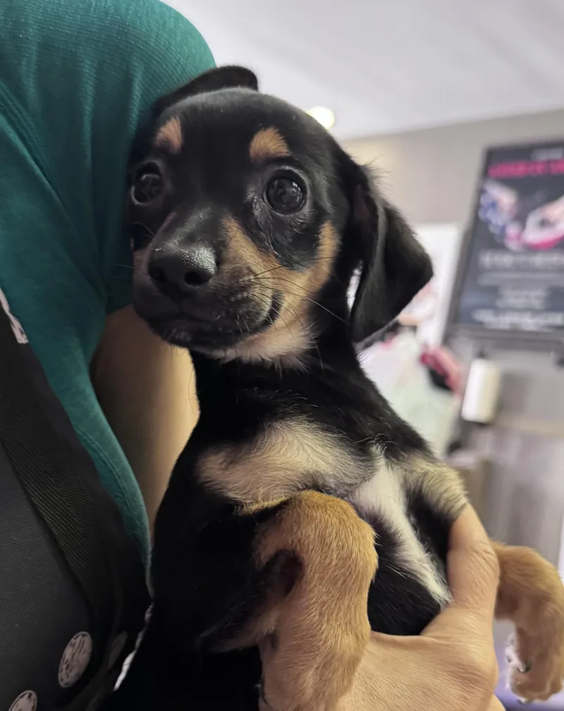 A baby small-sized female Black Chihuahua dog named Everest Patrol for adoption in Thousand Oaks, CA