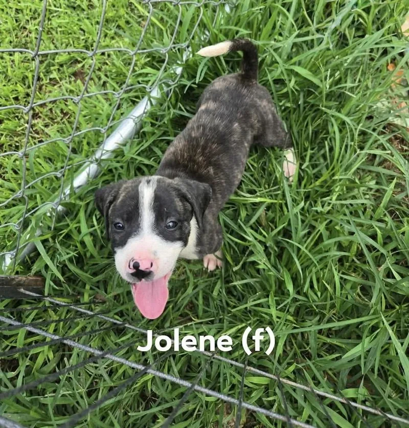 A baby medium-sized female Pit Bull Terrier dog named Jolene for adoption in Wenonah, NJ