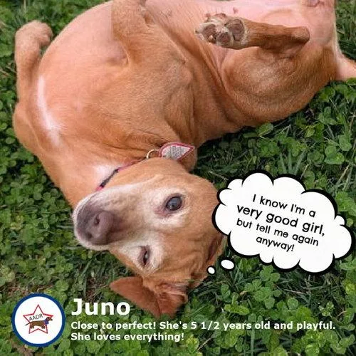 Juno In Nc thumbnail 2