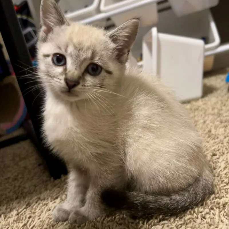 A baby small-sized female Domestic Short Hair cat named Samba for adoption in Evansville, IN