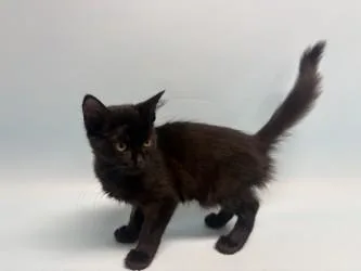 A baby small-sized female Domestic Short Hair cat named Mariah Reynolds for adoption in Golden Valley, MN