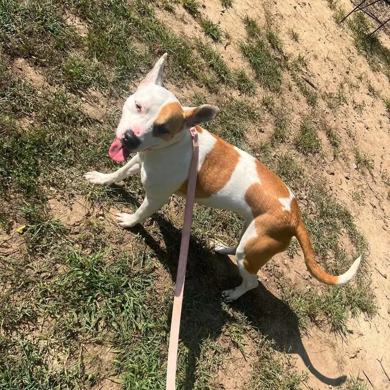 A young medium-sized female White / Cream Pit Bull Terrier dog named Quinny for adoption in Princeton, KY