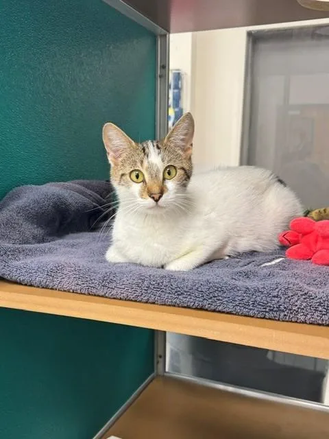 A young medium-sized female Domestic Short Hair cat named Macy for adoption in Naples, FL