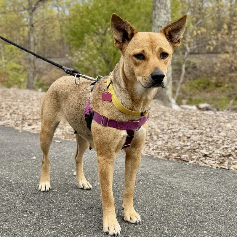 An adult medium-sized female Yellow / Tan / Blond / Fawn Shepherd dog named Ravioli for adoption in East Hampton, NY