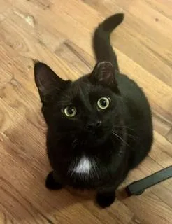 A young medium-sized male Black Domestic Medium Hair cat named Star for adoption in Noble, OK