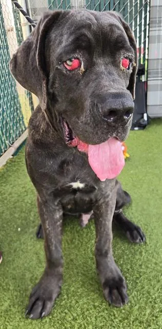 A young large-sized male Cane Corso dog named Bruce Bruce for adoption in Olivette, MO