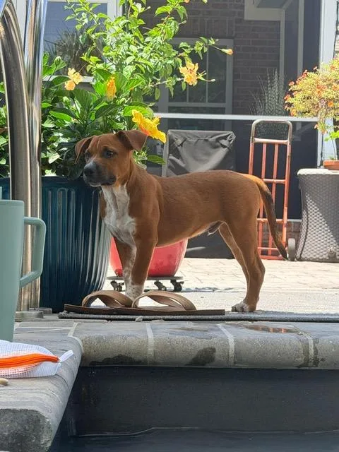 A baby medium-sized male Yellow / Tan / Blond / Fawn Cattle Dog dog named Fleck for adoption in Manhasset, NY