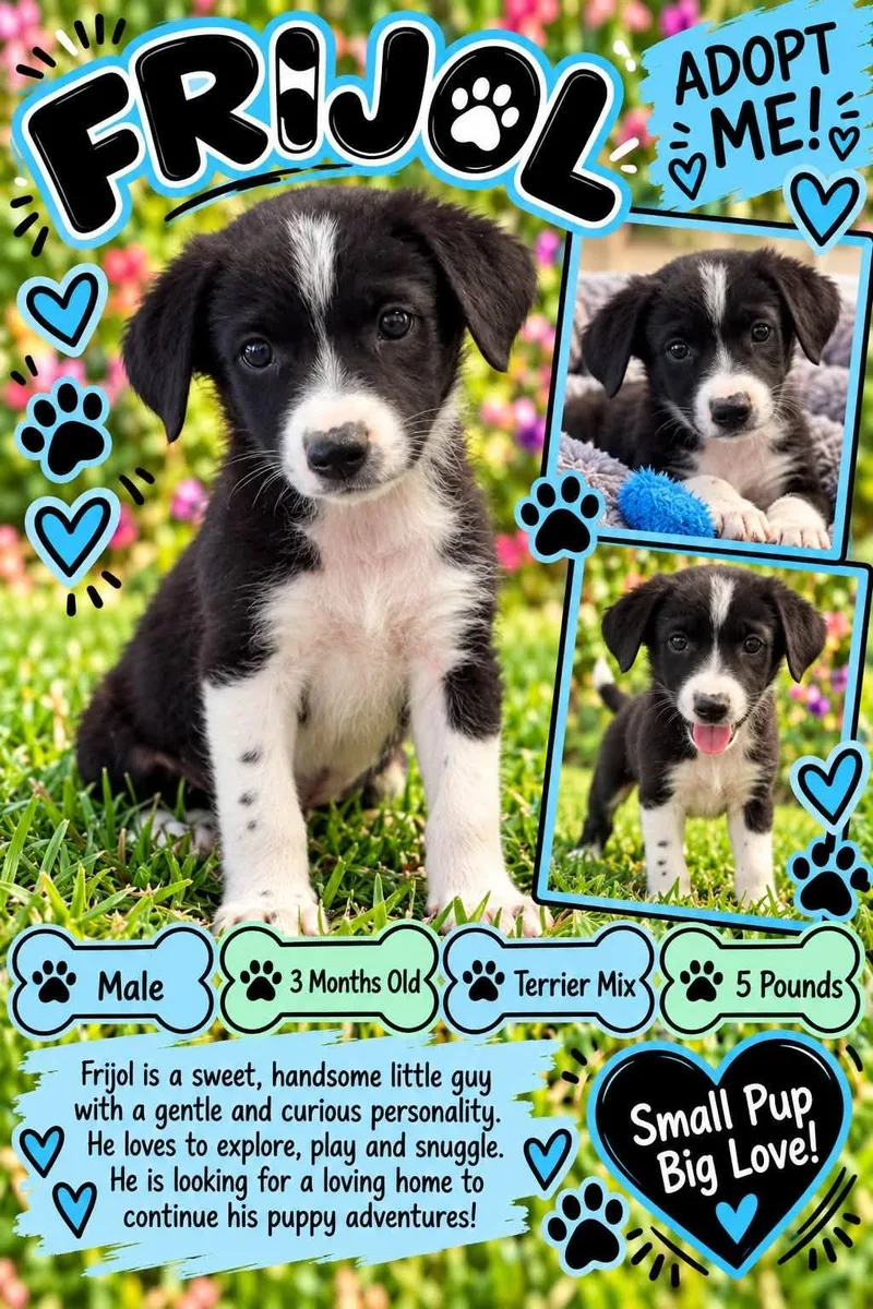 A baby small-sized male Black Terrier dog named Frijol for adoption in San Tan Valley, AZ