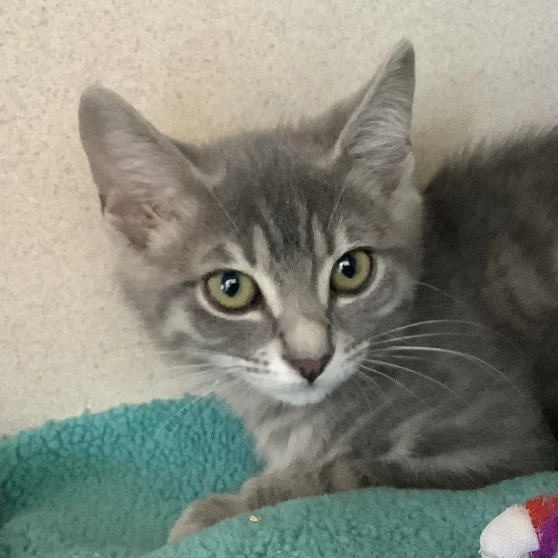 A baby small-sized female Gray / Blue / Silver Domestic Short Hair cat named Samara for adoption in Redwood City, CA