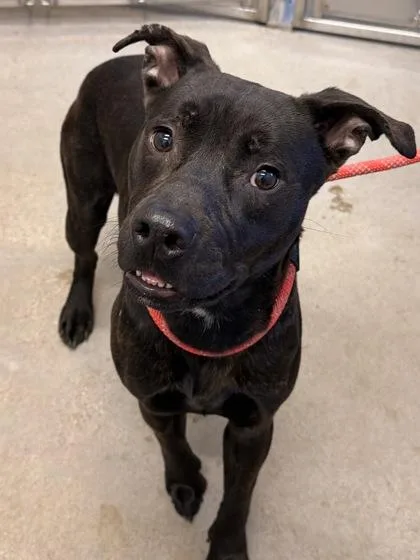 Shortstop thumbnail 2