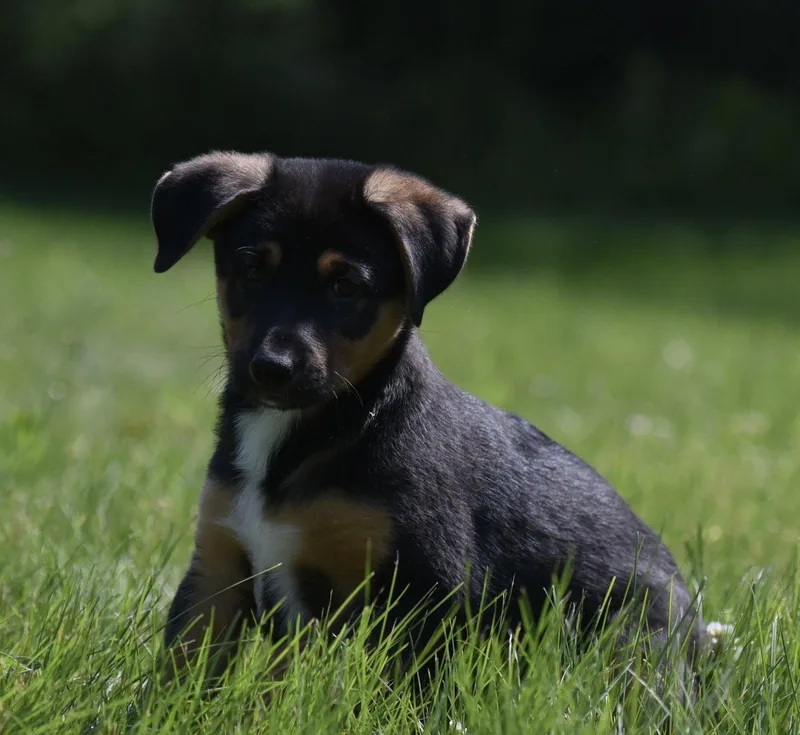 A baby large-sized male Labrador Retriever dog named Nathaniel for adoption in Mechanicsburg, PA