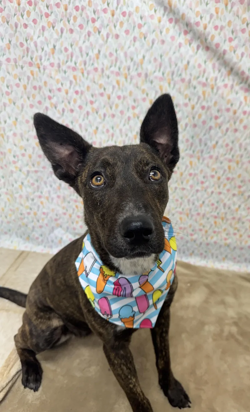 A young medium-sized female Brindle Mixed Breed dog named Pixel for adoption in Chickasha, OK