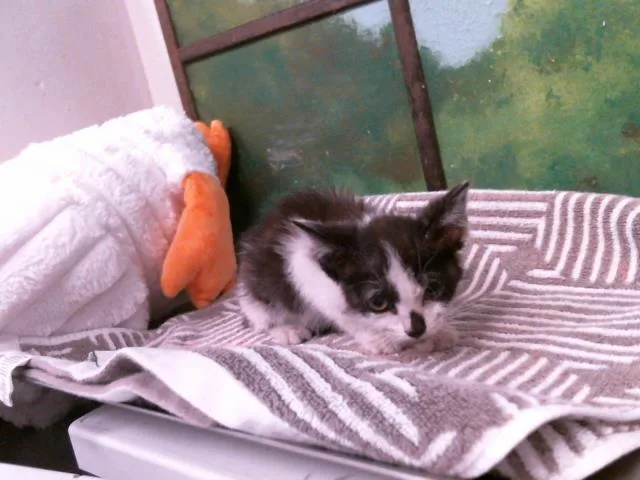 A baby small-sized male Domestic Short Hair cat named Pepsi for adoption in Houston, TX