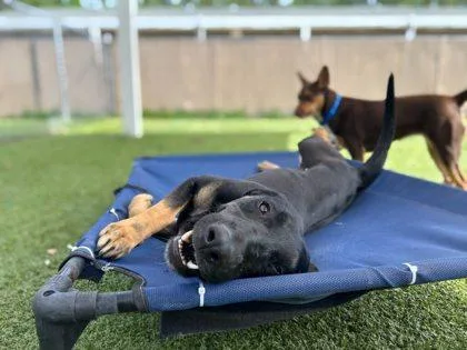 An adult large-sized female Hound dog named Destiny for adoption in Gainesville, FL