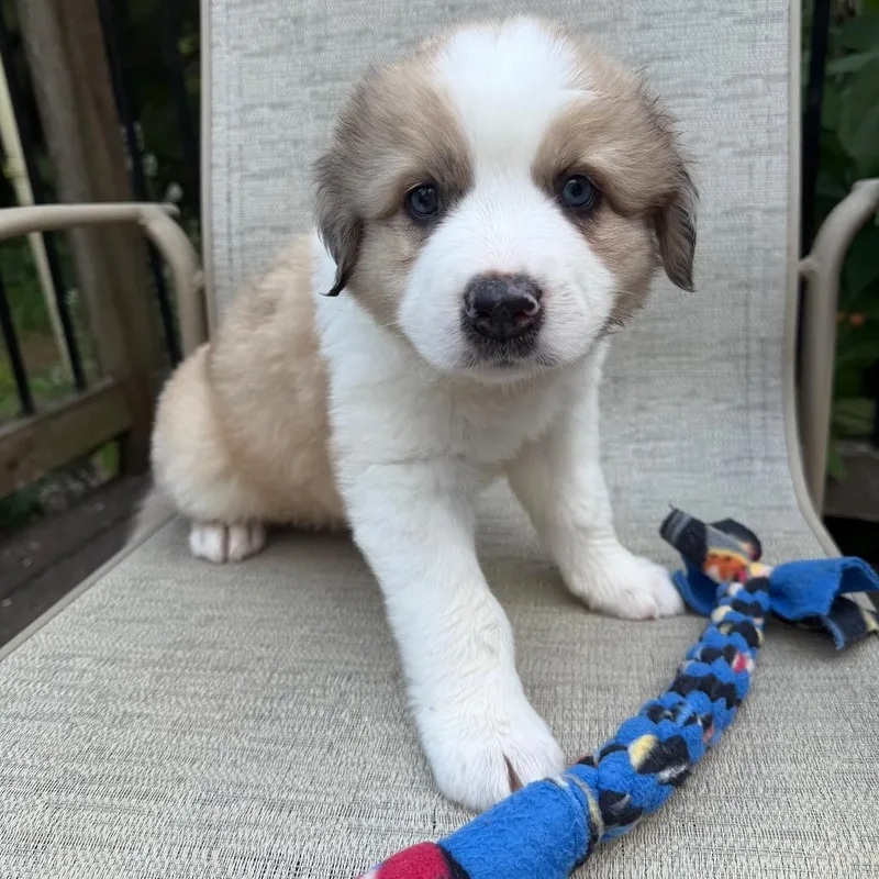 A baby small-sized male Australian Shepherd dog named Brioche for adoption in Crystal, MN