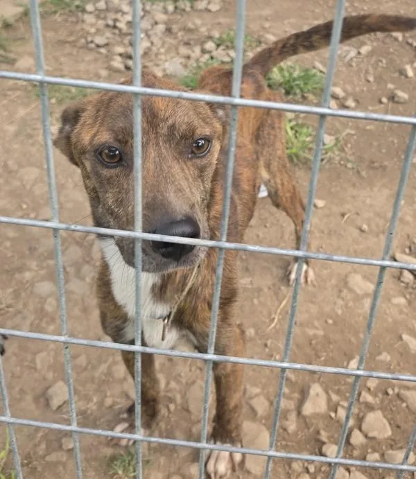 An adult medium-sized male Mixed Breed dog named Jack for adoption in Cleveland, TN