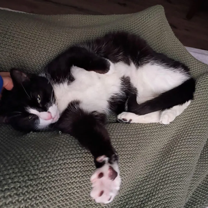 A senior medium-sized female Black Domestic Short Hair cat named Topper for adoption in Philadelphia, PA