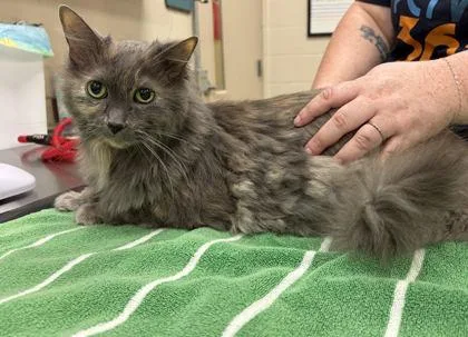 A senior medium-sized female Domestic Medium Hair cat named Suri for adoption in Fishers, IN