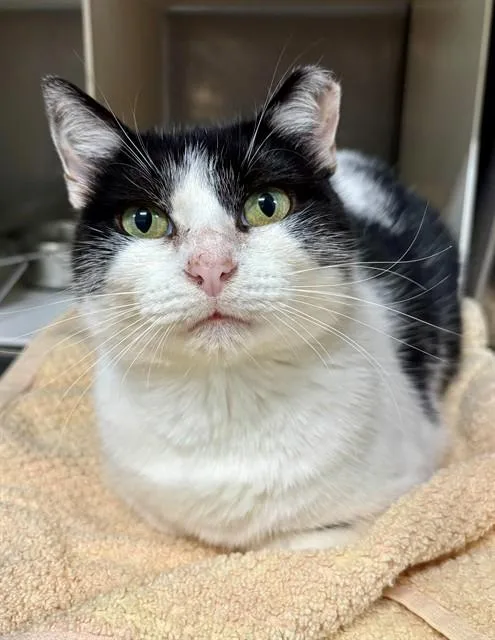 A young medium-sized female Domestic Short Hair cat named Allie for adoption in York, SC
