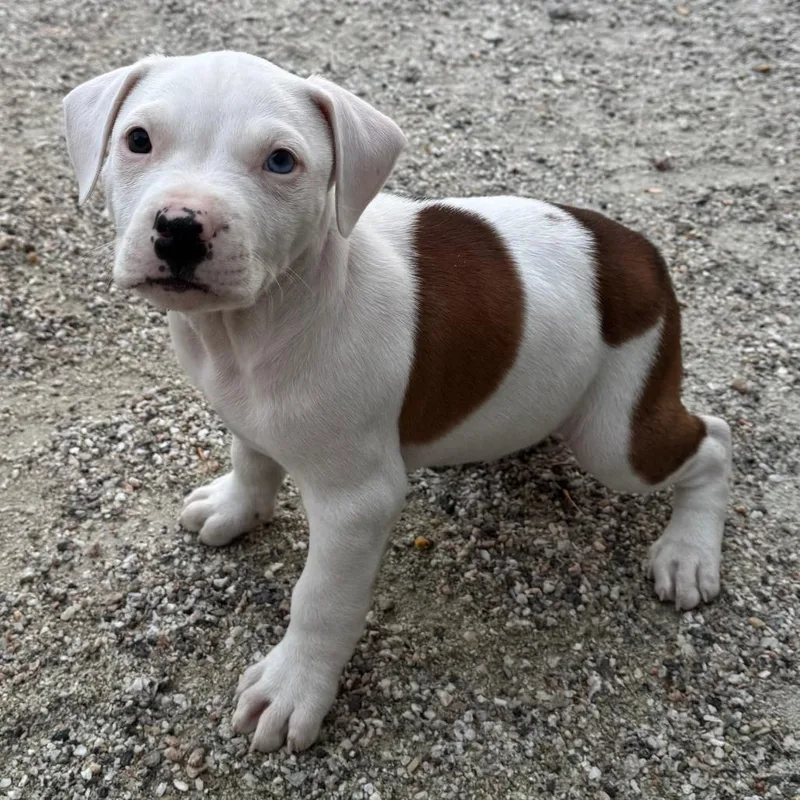 A baby medium-sized male Brown / Chocolate Pit Bull Terrier dog named Otis for adoption in Chesapeake, VA