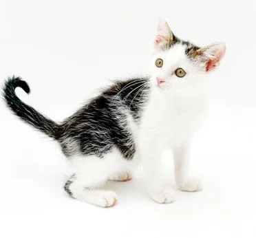 A baby small-sized female White Turkish Van cat named Paisley is so pretty for adoption in Bedford Hills, NY
