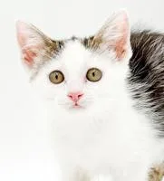 Paisley is so pretty thumbnail 2