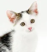 Paisley is so pretty thumbnail 3